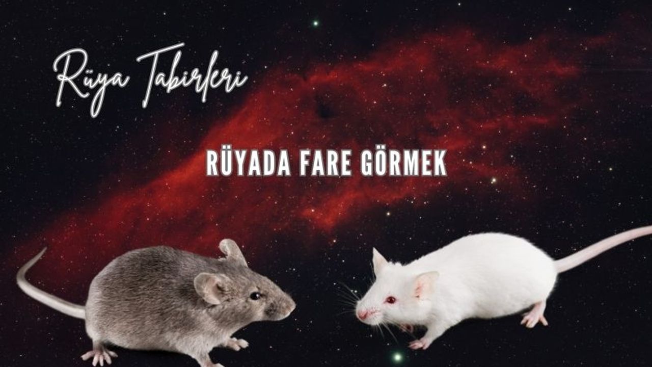 Rüyada Fare Görmek Ne Anlama Gelir?