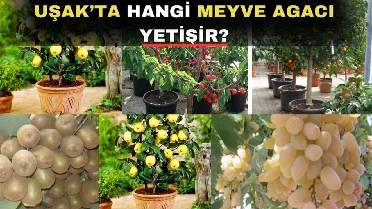 Uşak’ta hangi meyve fidanlarını dikebilirsiniz?