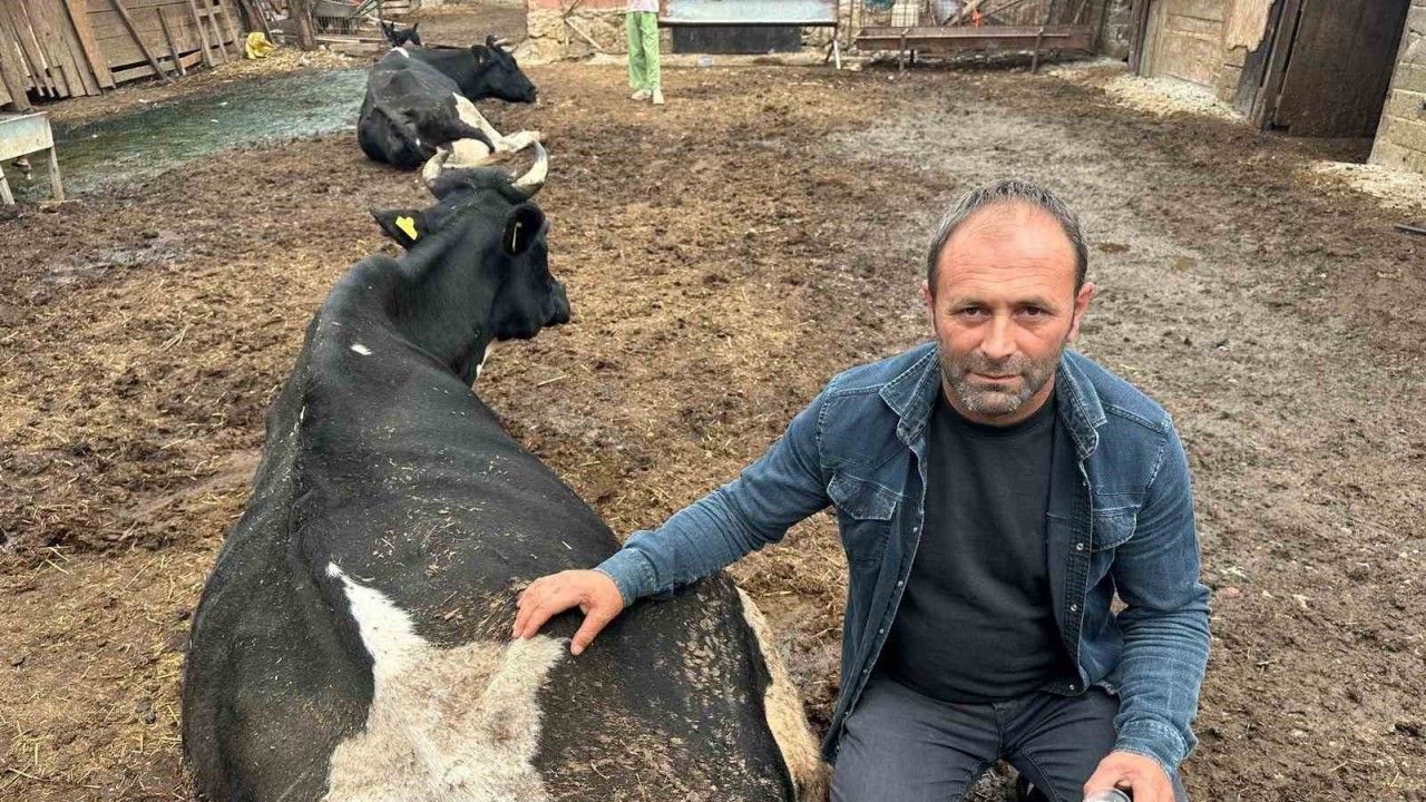 35 litre süt veren sığıra şap vurdu bir çay bardağı süt vermeye başladı