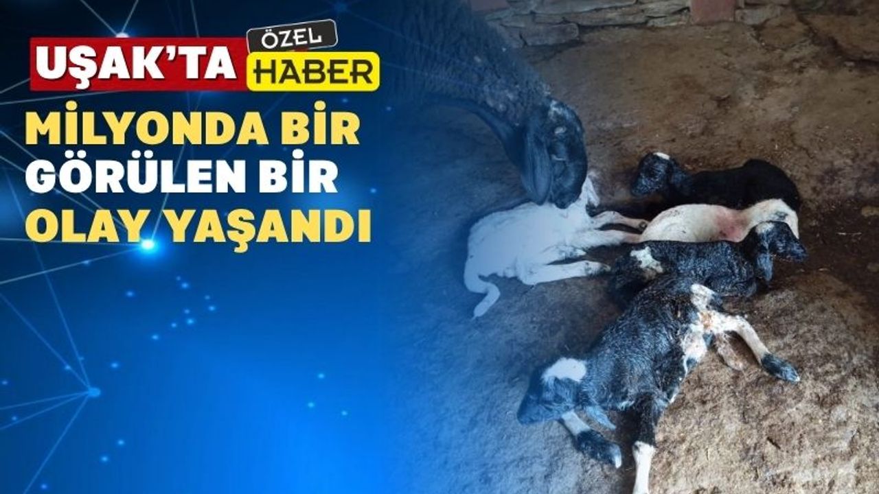 Uşak’ta Bir Koyun Beşiz Doğurdu