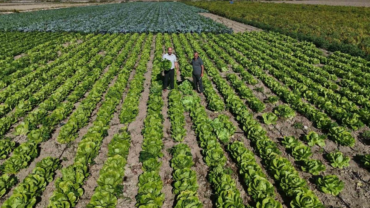 Hasat edilen marul, 25 TL’den alıcı buluyor