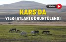 Kars’ta yılkı atları görüntülendi