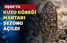 Uşak'ta Kuzugöbeği Sezonu Başladı