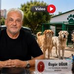 Uşak’ta Sokak Köpekleri Neden Azaldı? İşte Nedeni