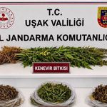 Uşak’ın Sivaslı İlçesinde Esrar ve Kaçak Sigara Operasyonu
