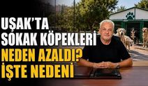 Uşak’ta Sokak Köpekleri Neden Azaldı? İşte Nedeni