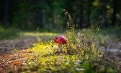 Sonbaharda mantar zehirlenmelerine dikkat