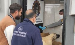 Av tüfeğiyle vurulan köpek yaşam mücadelesi veriyor