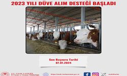 Uşak'ta 2023 Yılı Düve Alım Desteklemesi Başvuruları Başladı