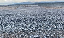 Japonya’da binlerce balık kıyıya vurdu