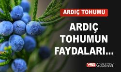 Ardıç Tohumunun Faydaları