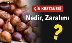 Çin Kestanesi Nedir Zararlımı Zehirlermi