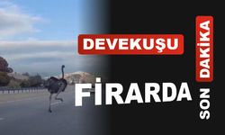 Gedizde Firari Deve Kuşu Kıskıvrak Yakalandı