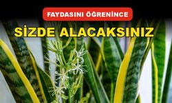 faydasını öğrenince sizde alacaksınız