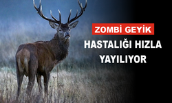 'Zombi Geyik' Hastalığı Hızla Yayılıyor