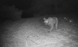 Muğla'da bozayı ile 3 yavrusu fotokapanla görüntülendi