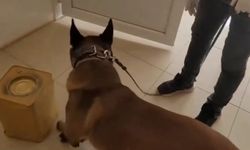 Uyuşturucuyu narkotik köpeği Mia buldu