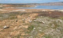 Kızılırmak alarm veriyor: Baraj sularının çekildiği alanda koyunlar otluyor
