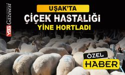 Uşak'ta Çiçek Hastalığı Yeniden Hortladı