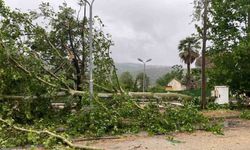 Aşıra yağışa dayanamayan ağaç yola devrildi