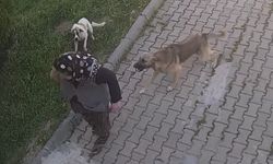 Başıboş köpekler yaşlı kadına dehşeti yaşattı...!