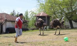 Ordu’da mahalle gezisine çıkan Devekuşu firarda