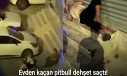Pitbull dehşeti kamerada: Sahibini ve 2 kişiye saldırdı