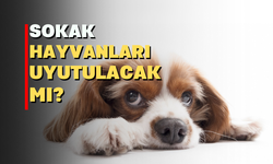 Sokak hayvanları yasası TBMM' de onaylandı mı?