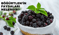 Böğürtlen'in Faydaları Nelerdir?