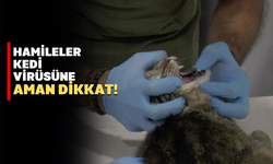 Kedi besleyenler dikkat: Hamilelerde düşüğe bile neden oluyor!