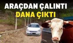 Aracından Çalıntı DANA çıktı