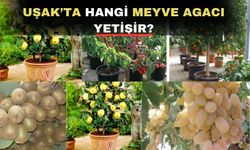 Uşak’ta hangi meyve fidanlarını dikebilirsiniz?