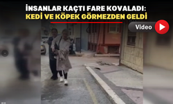 Bu işte bir terslik var: Dev farenin insanların üzerine atladığı anlar kamerada