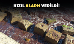 Kızıl alarm: Yosunlar sahili sardı.!