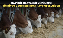 Mavi dil hastalığı Türkiye'de ithalatı durdurdu