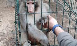 İzinsiz Rhesus Maymununu besleyen şahsa 8 bin 322 lira para cezası kesildi