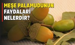 Meşe Palamudunun Faydaları Nelerdir? Saymakla Bitmiyor