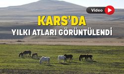 Kars’ta yılkı atları görüntülendi