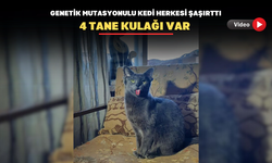 4 Kulaklı kedi görenleri hayrete düşürüyor