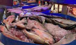 'Balıkçılık sektörü birkaç yıldır adeta destan yazıyor'