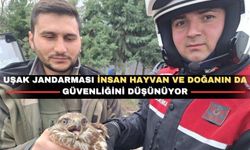 Doğa dostu Uşak Jandarması yaralı kızıl şahini kurtardı