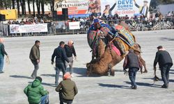 Efeler’de deve güreşi festivali coşkusu