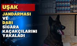 Sigara kaçakçıları Uşak jandarmasından kaçamadı