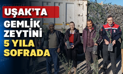 Uşak’ta Gemlik zeytini fidanları toprakla buluştu