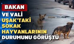 Uşak’ta sokak hayvanlarının durumu görüşüldü