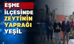 Uşak’ın Eşme ilçesinde dağ taş zeytin olacak