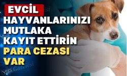 Uşaklılar! Evcil hayvanlarınızı kimliklendirin