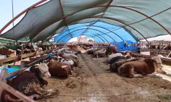 Kurban satış noktaları ilaçlanıyor