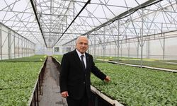 5 yılda üretilen 4 milyon adet fide üreticilere dağıtıldı