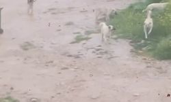 Başıboş köpek sürücü çocuğu kovaladı